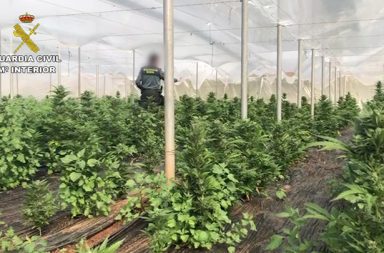 invernadero marihuana berja