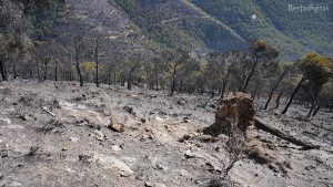 restos del incendio en la Sierra de Gádor de Berja, ocurrido en enero de 2021