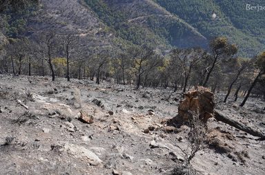 restos del incendio en la Sierra de Gádor de Berja, ocurrido en enero de 2021