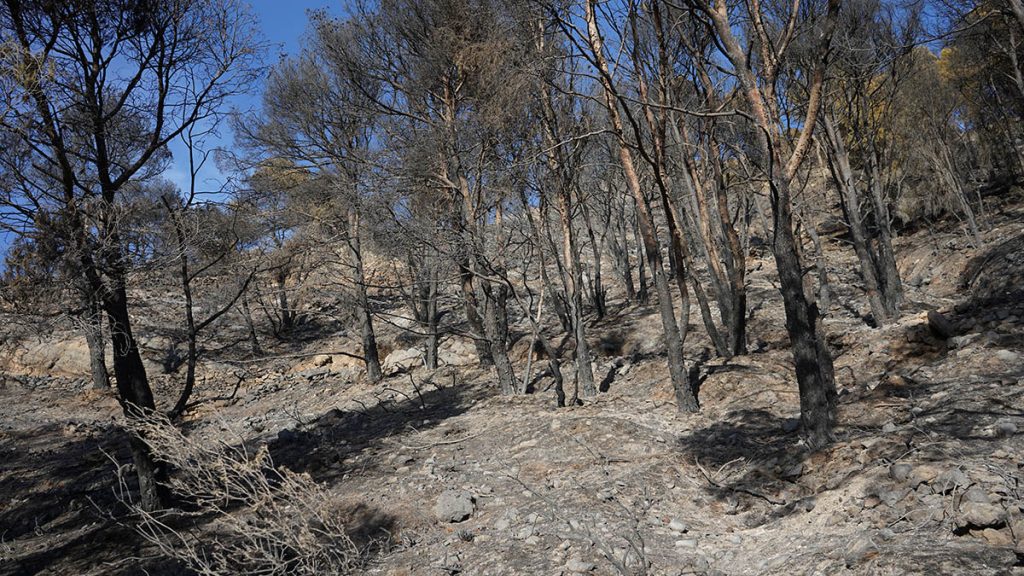 Restos del incendio de la Sierra de Gádor en Berja