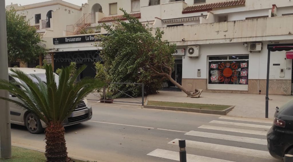 arbol arrancado Berja temporal 2022