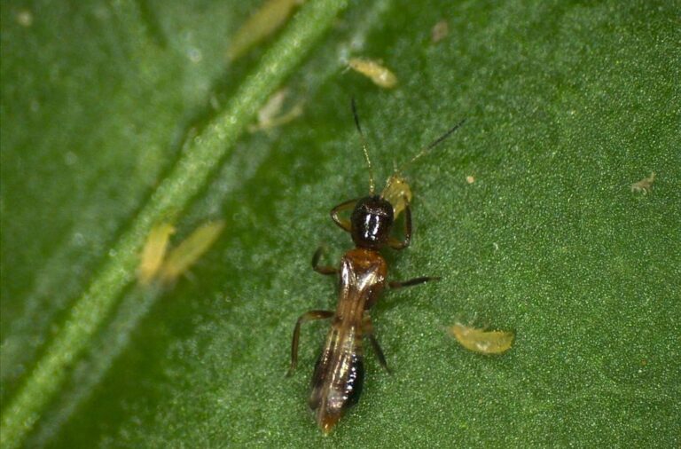La Junta refuerza el protocolo contra el parvispinus tras brotes en Berja, Adra y Dalías